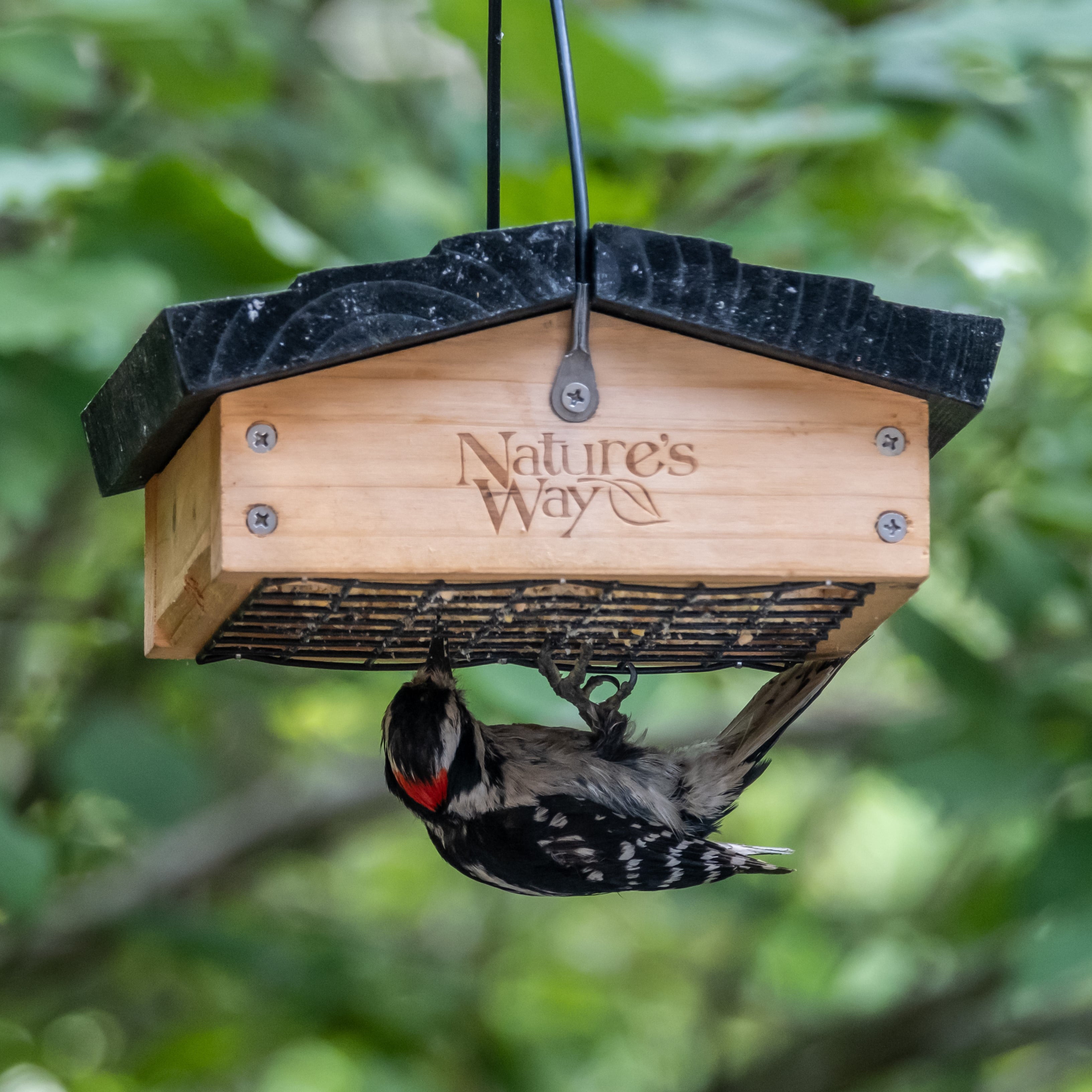 Nature's Way Cedar Suet Upside-Down Bird Feeder 1 Cake, Brown