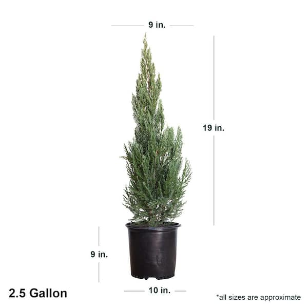 2.5 Gal - Blue Point Juniper - Live Evergreen Shrub/Tree