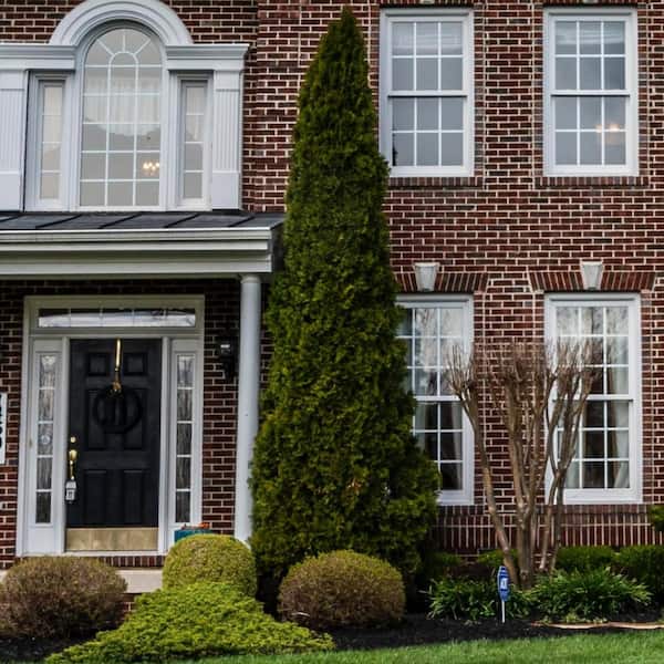 2.5 Gal - Green Giant Arborvitae (Thuja) Tree/Shrub with Fast-Growing Evergreen Foliage, 30 Plus in. Tall