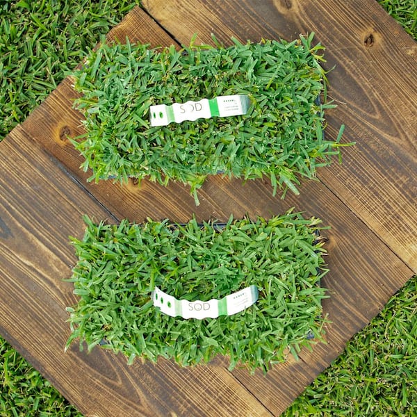 SodPods St Augustine Sun/Shade Grass Plugs (16-Count) Natural, Affordable Lawn Improvement