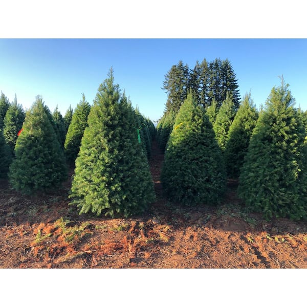 5 ft.- 6 ft. Freshly Cut Live Pseudotsuga Douglas Fir Christmas Tree