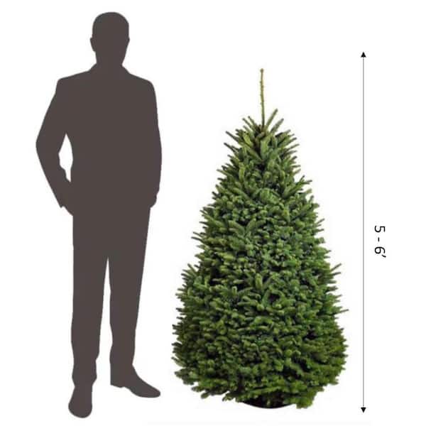 5 ft. to 6 ft. Freshly Cut Noble Fir Live Christmas Tree (Real, Natural, Oregon-Grown)