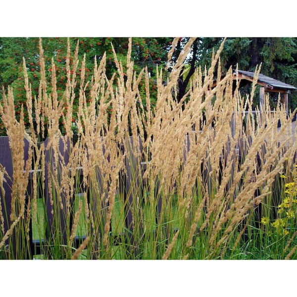 1 Gal. Avalanche Feather Reed Grass - Lovely Tall, Variegated Ornamental Grass Perfect for Borders and Accents
