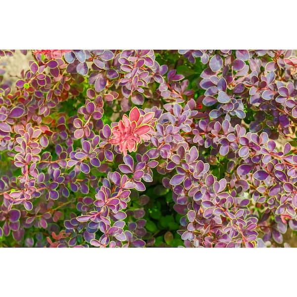 1 Gal. Admiration Barberry Shrub with Bright Red Leaves Trimmed in Neon Yellow