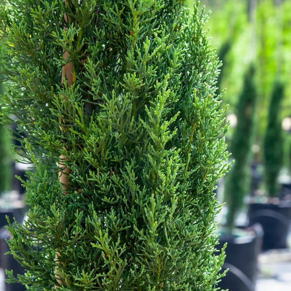 3 ft. to 4 ft. Italian Cypress Tree (2-Pack)