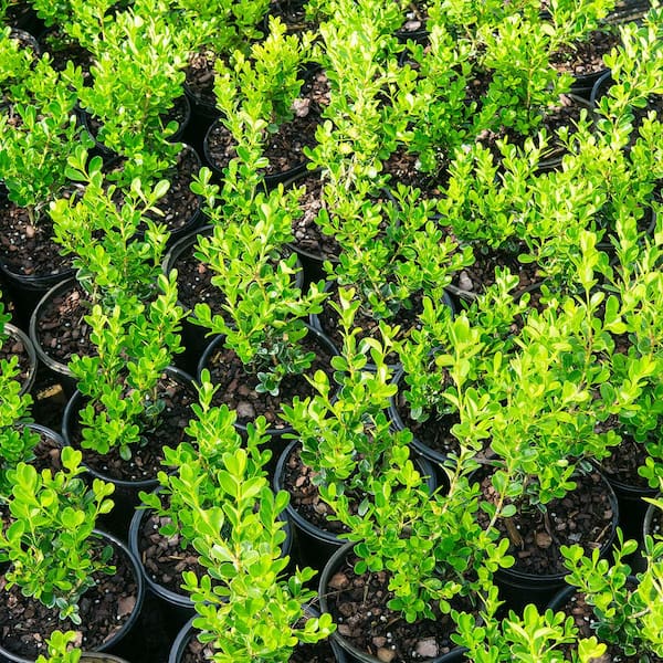 #1 Wintergreen Boxwood Shrub (2-Pack)