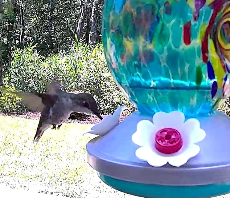 Griffin Products 16 oz. Blue Teal Hand Blown Glass Hummingbird Feeder