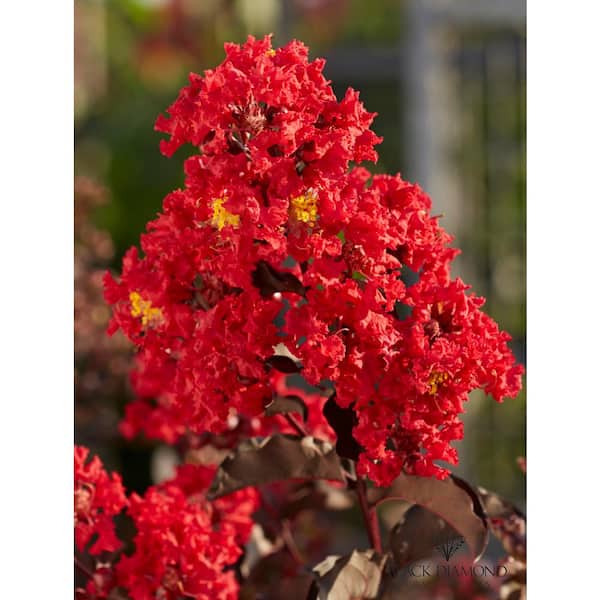 7 Gal. Best Red Crape Myrtle Tree with Red Flowers