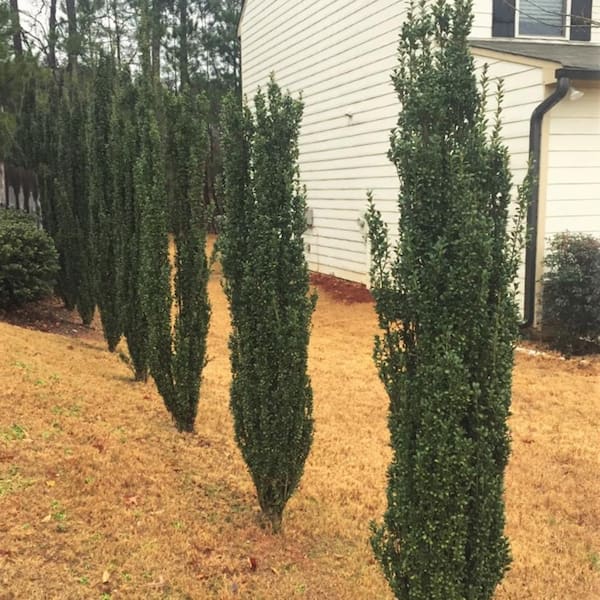 2.5 Gal - Sky Pencil Japanese Holly(Ilex), Live Plant, Upright Growth Habit