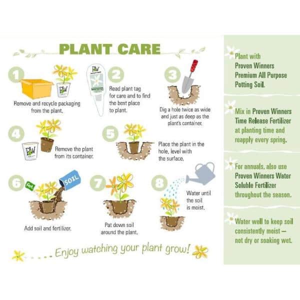 4.5 in. Qt. Bobo Hardy Hydrangea (Paniculata) Live Shrub, White to Pink Flowers