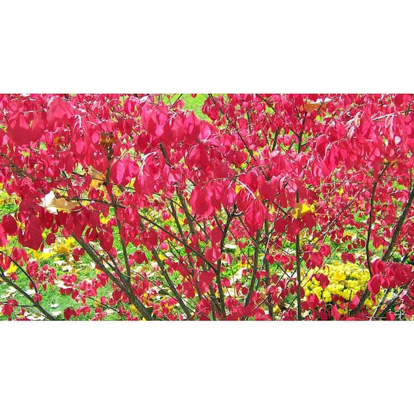 1 Gal. Dwarf Burning Bush Shrub (2-Pack)