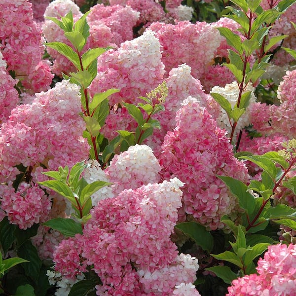 3 Gal. Vanilla Strawberry Panicle Hydrangea Flowering Shrub with Pink Blooms