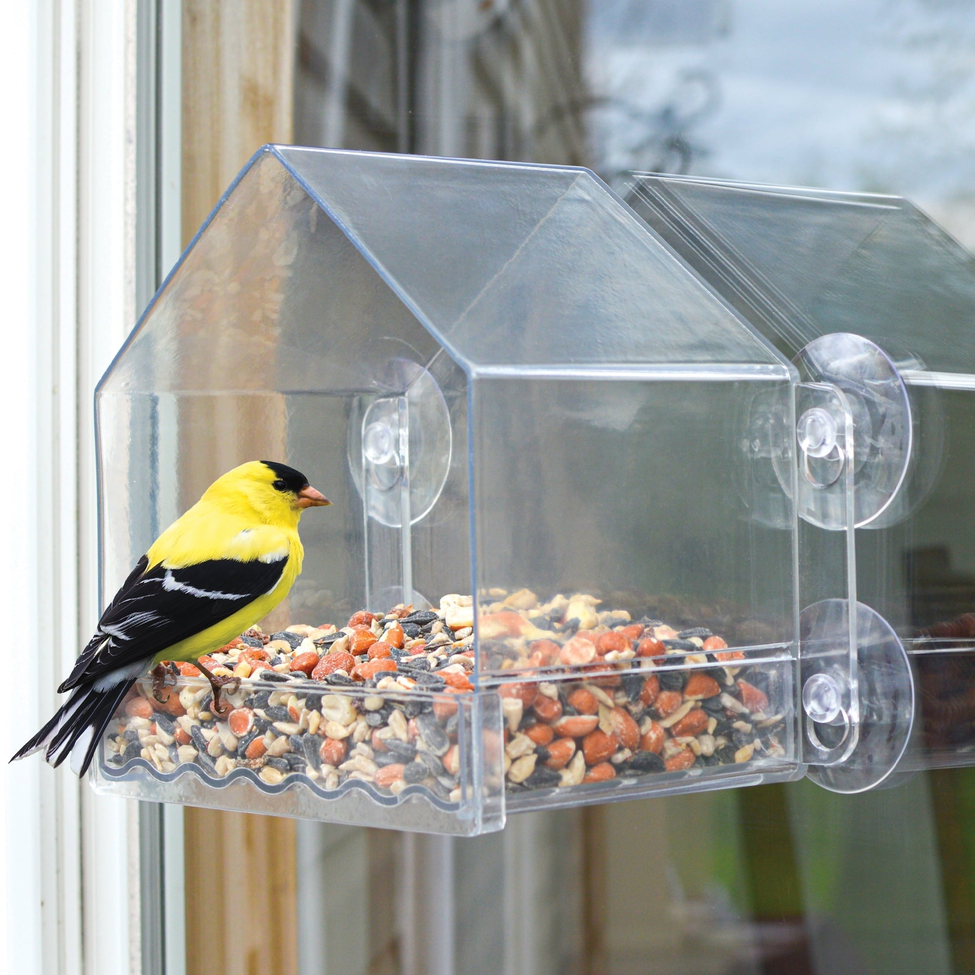 Wild Wings Clear View Plastic Window Bird Feeder 2 Cup Capacity 6.5