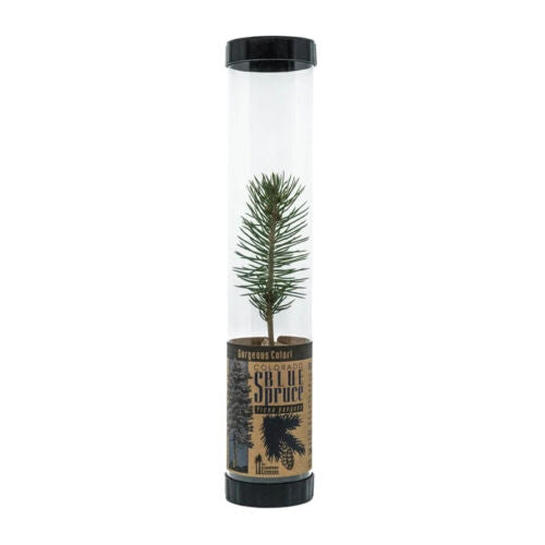 Living Christmas Tree | Blue Spruce | Packaged Live Trees