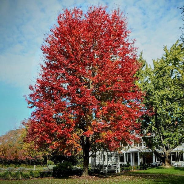 Autumn Blaze Red Maple Shade Tree