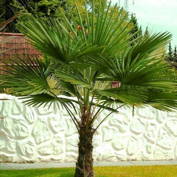 1 Gal. Windmill Cold Hardy Palm Tree (2-Pack)