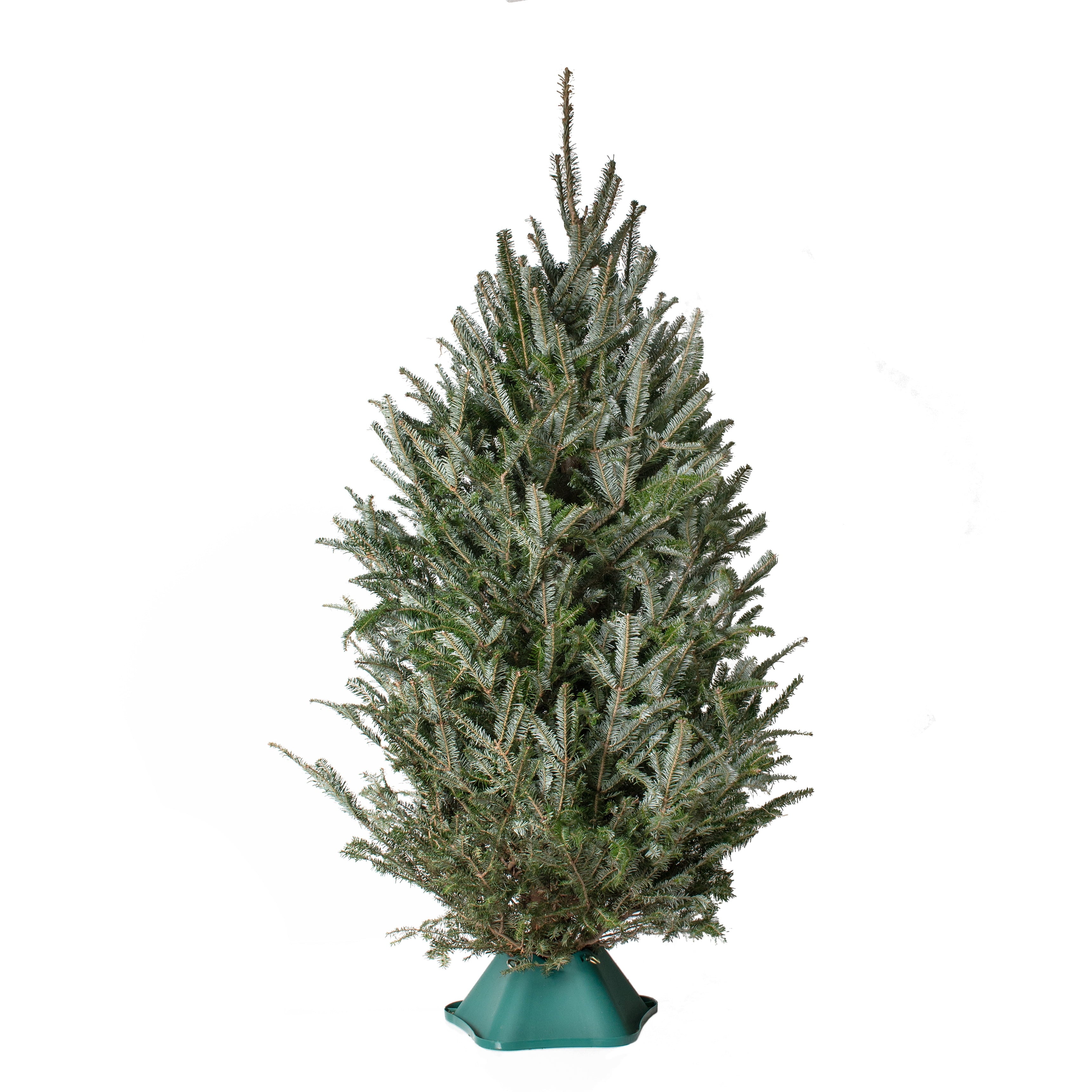 National Plant Network Real Fraser Fir 6' to 7' Tall Fresh Cut Christmas Tree with No Lights