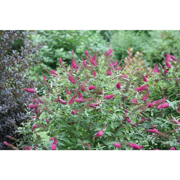 Proven Winner 2 Gal. Buddleia Miss Molly Plant