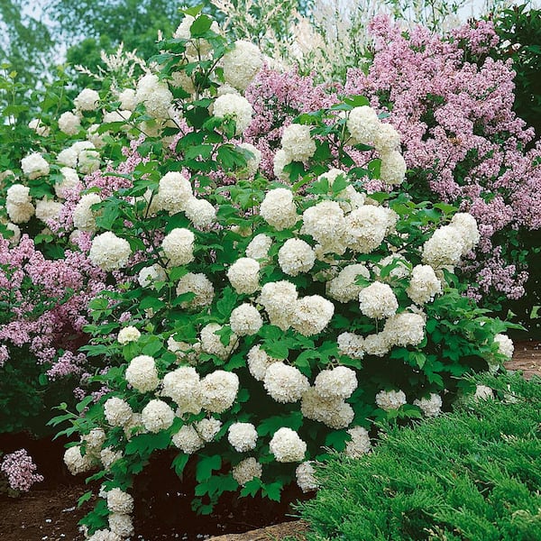 2.5 Gal - Chinese Snowball Viburnum, Live Deciduous Shrub, White Hydrangea-like Bloom Clusters