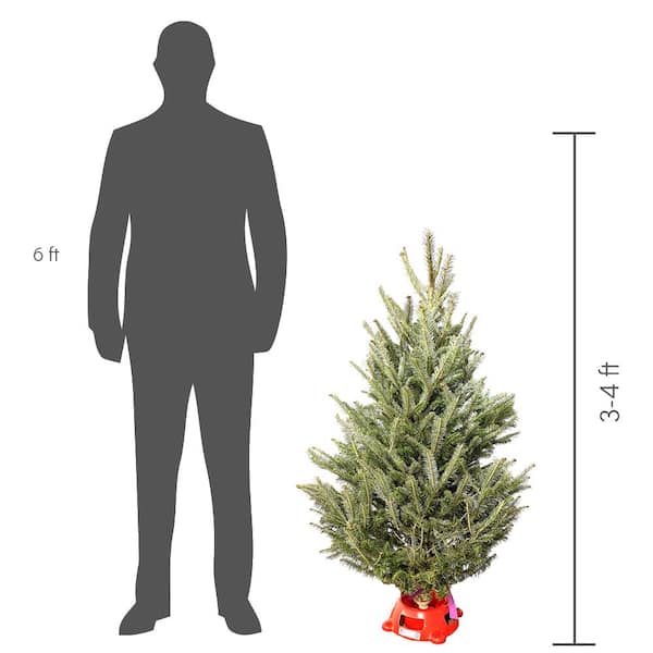 3 ft. to 4 ft. Freshly Cut Fraser Fir Real Christmas Tree with Stand