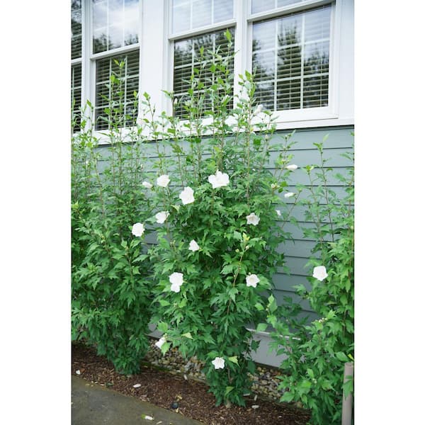 2 Gal. White Pillar Rose of Sharon (Hibiscus) Plant with White Flowers