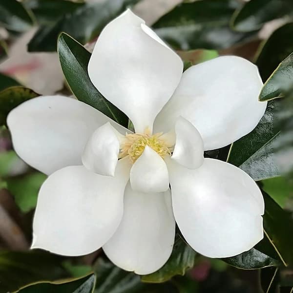 Little Gem Southern Magnolia White Flowering Evergreen Tree