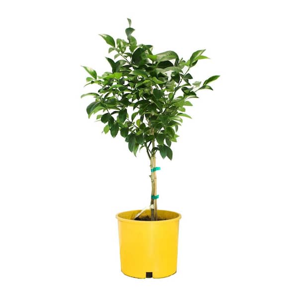 3 gal. Eureka Lemon Evergreen Tree