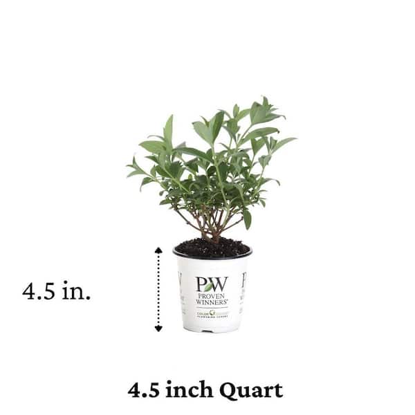 4.5 in. Qt. Miss Molly Butterfly Bush (Buddleia) Live Shrub, Deep Pink Flowers