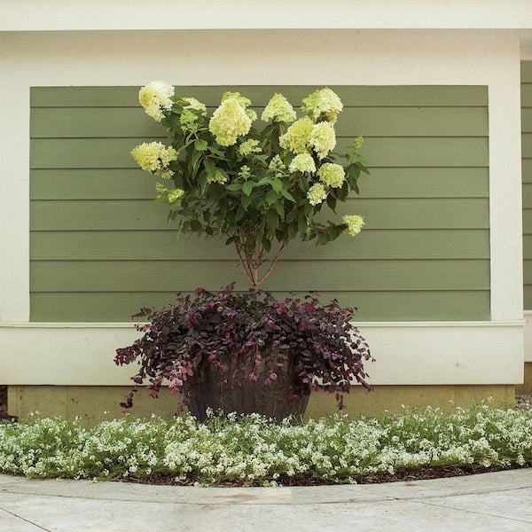 3 Gal. Limelight Hydrangea Shrub Tree Form with Green to Pink Flowers