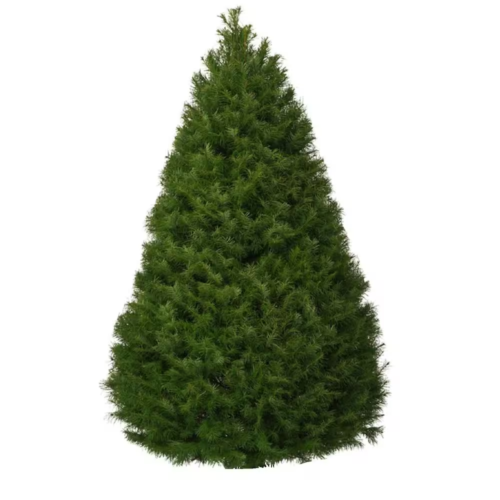 Live Christmas Tree Natural Freshly Cut Douglas Fir 5 - 6 Ft. Oregon-Grown Decor