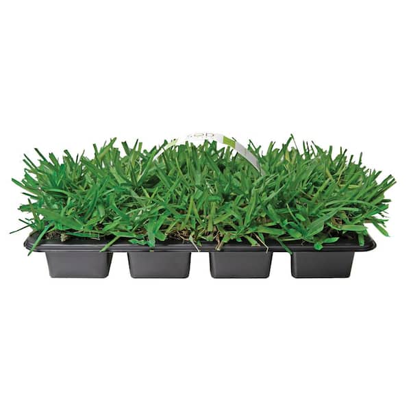 St Augustine Floratam Grass Plugs (64-Count) Natural, Affordable Lawn Improvement