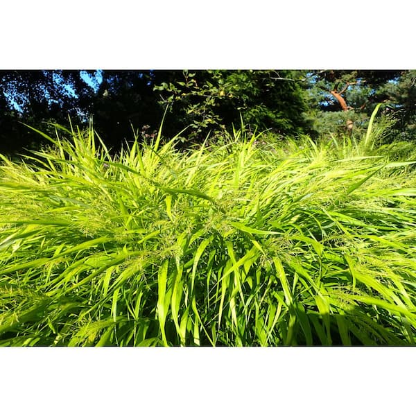 1 Gal. All Gold Japanese Forest Grass - a Bright Golden, Graceful Groundcover with Striking Color