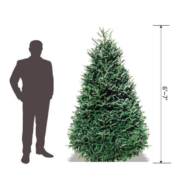 6-7 ft. Freshly Cut Live Abies Noble Fir Christmas Tree