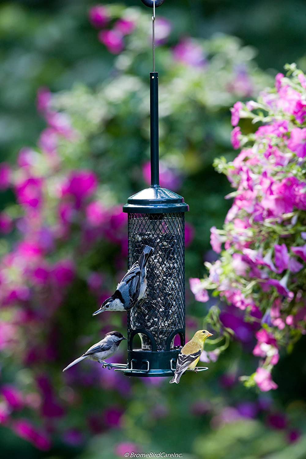 Brome Squirrel Buster Mini Bird Feeder, Squirrel Proof
