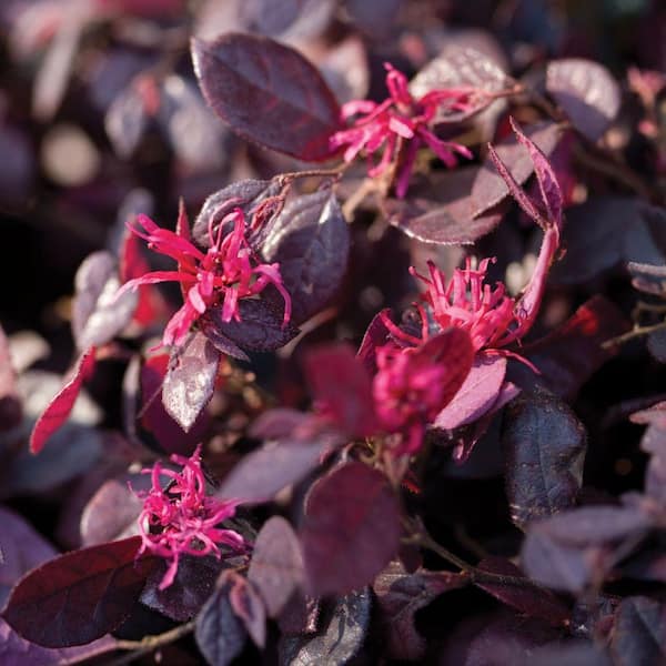 3 Gal. Purple Diamond Semi-Dwarf Loropetalum, Evergreen Shrub with Purple Foliage, Pink Ribbon Blooms