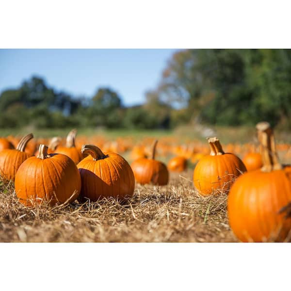 Straw Bale Full Size (13 Bales)