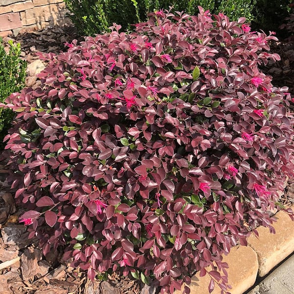 2 Gal. Purple Daydream Loropetalum Shrub with Pink Blooms in the Spring