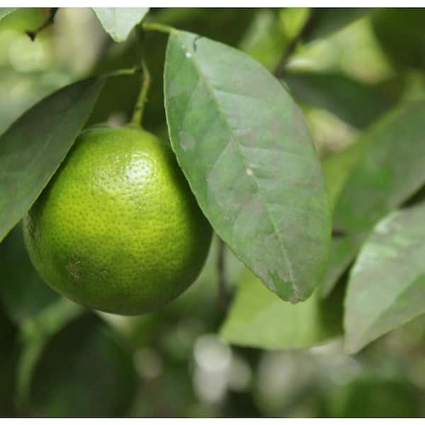 3 Gal. Thornless Mexican Key Lime Semi-Dwarf Evergreen Tree