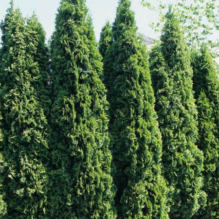 2.5 Qt. - Emerald Green Arborvitae (Thuja) Live Evergreen Shrub