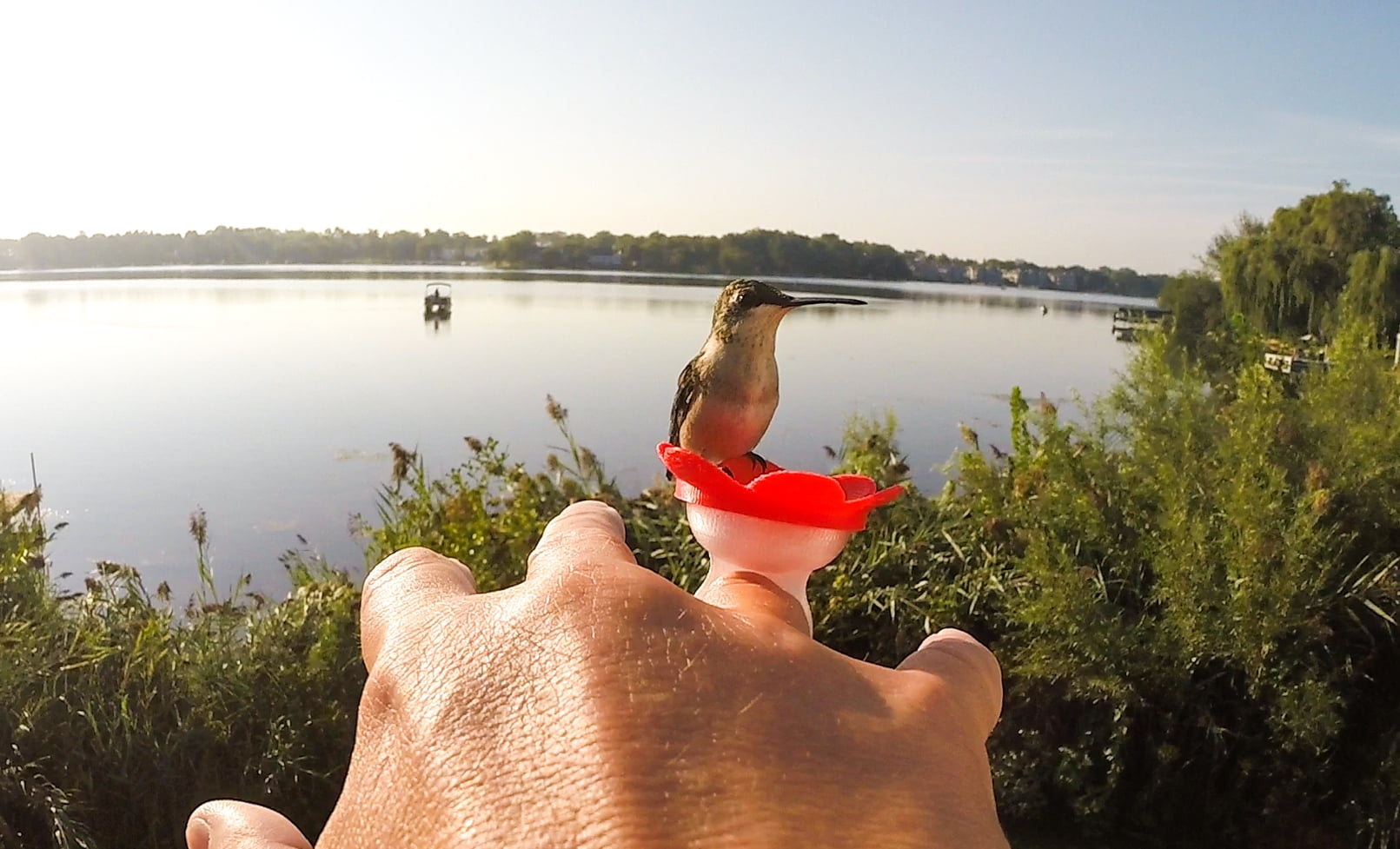 ZUMMR Hummingbird Ring Feeder (Red)