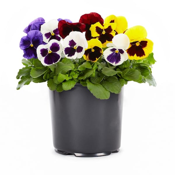 2 Qt. Pansy Blotch Mix Annual Plant (3-Pack)