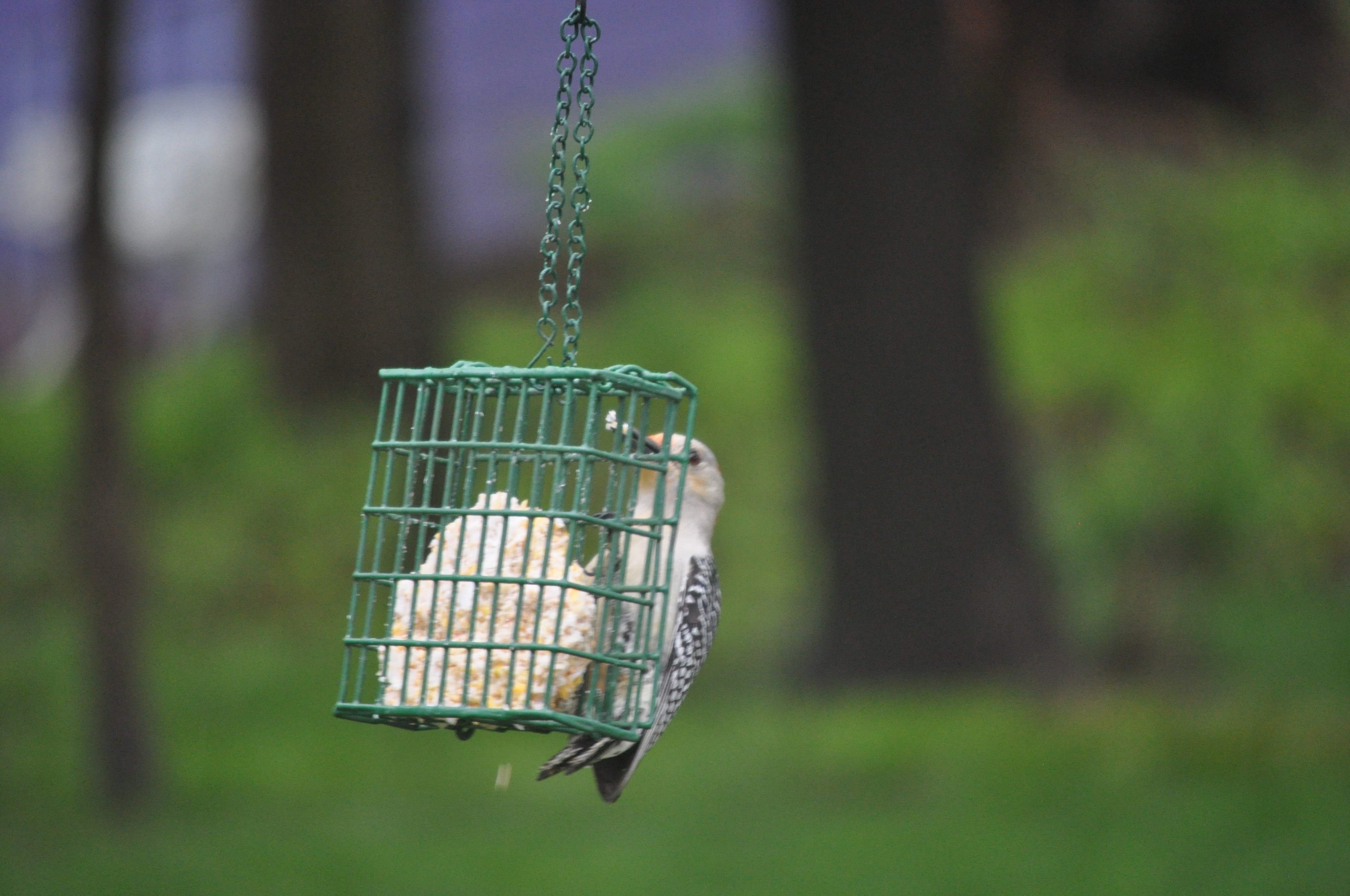 C&S Products Hanging EZ Fill Suet Cake Wild Bird Feeder- Green