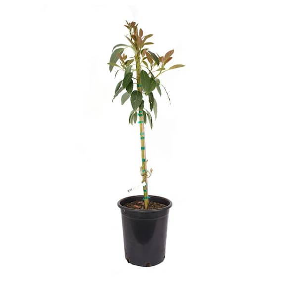 5 Gal. Fuerte Avocado Evergreen Tree