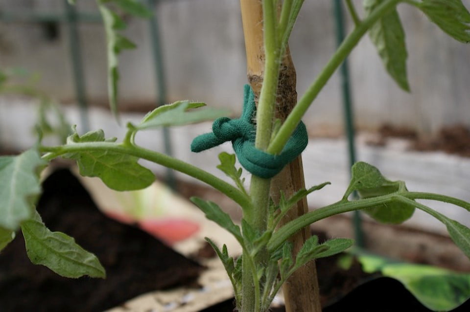 Biostretch Soft Plant Ties for House and Garden Plants - Environmentally Friendly Stretchy Green Plant Tape and Garden Twine Plant String 2 Pack (Green Bio Roll x 2)