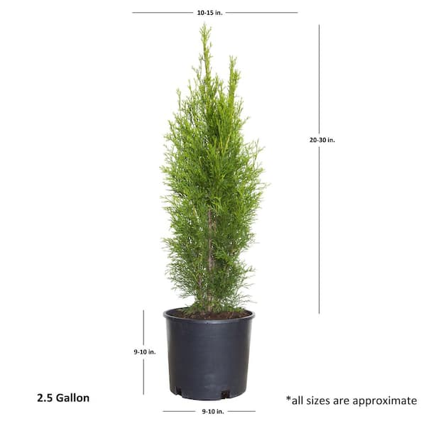 2.5 Gal - Emerald Green Arborvitae(Thuja) Live Evergreen Shrub/Tree, Green Foliage