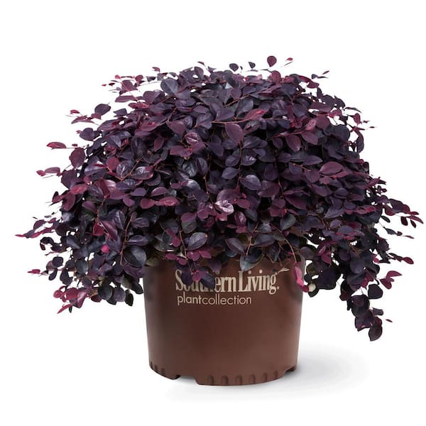 3 Gal. Purple Pixie Dwarf Weeping Loropetalum, Groundcover Evergreen Shrub with Purple Foliage, Pink Blooms