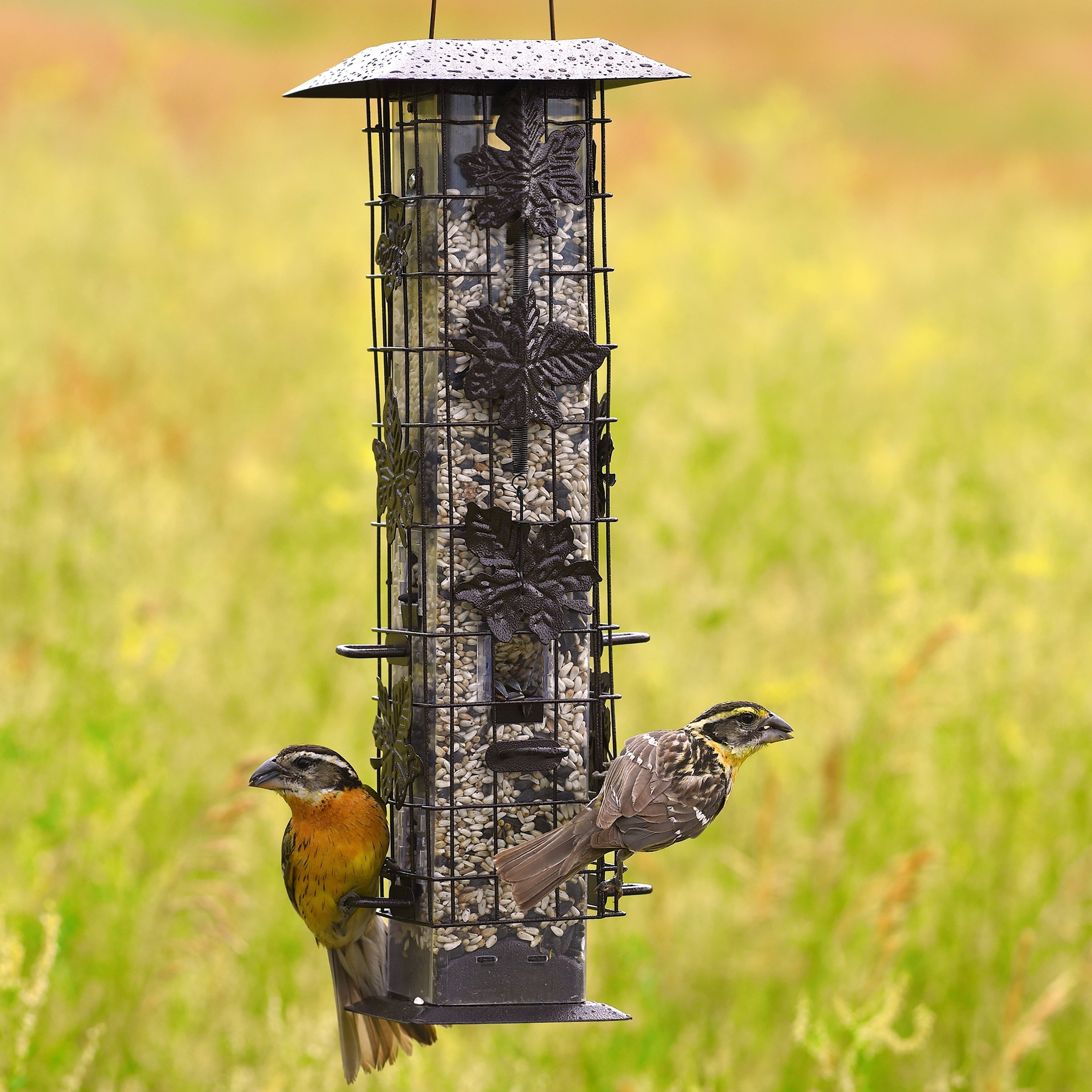 Perky-Pet Black Squirrel-Be-Gone Wild Bird Tube Feeder - 2 lb Capacity