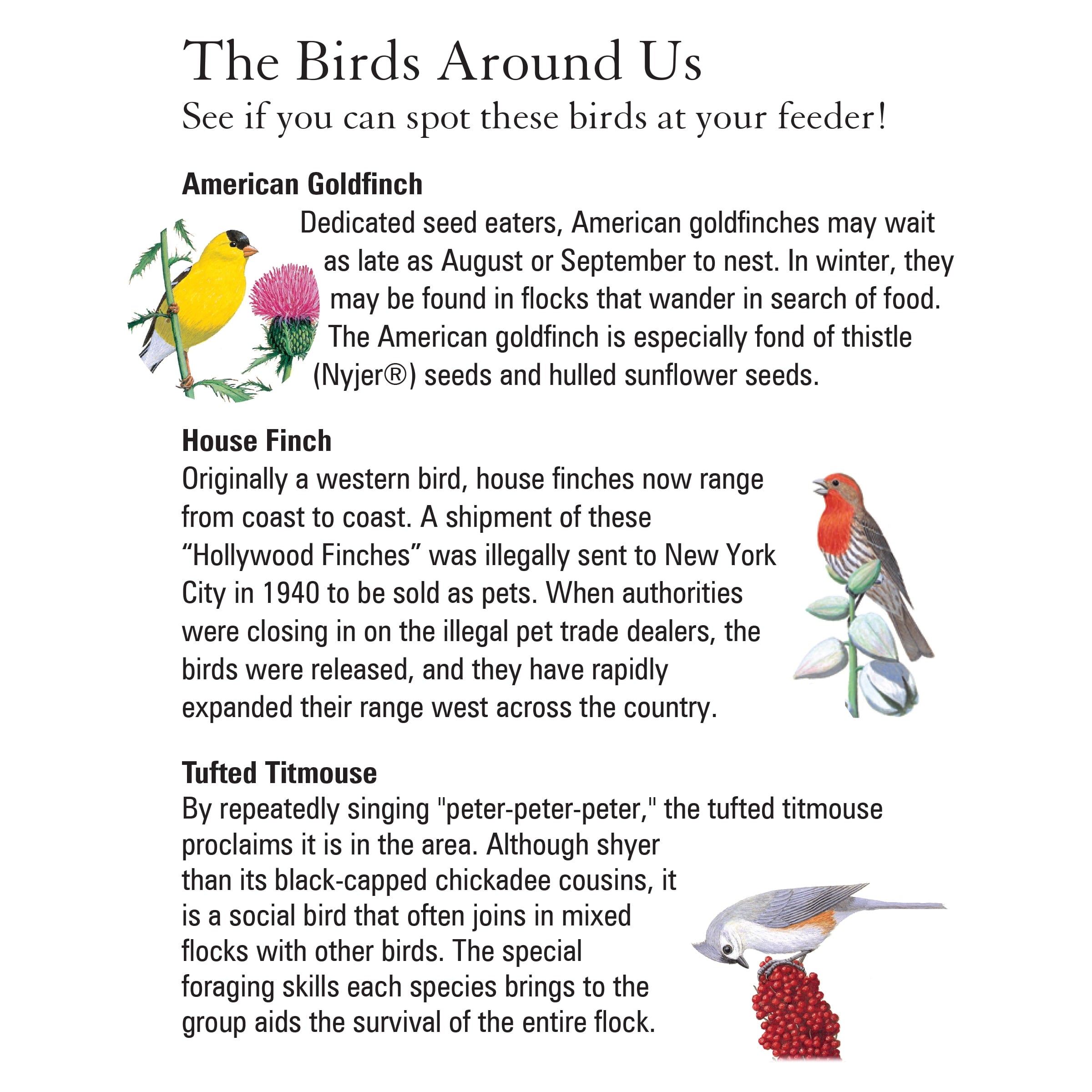 WoodLink Squirrel Resistant Metal Cage Tube Bird Feeder, Green