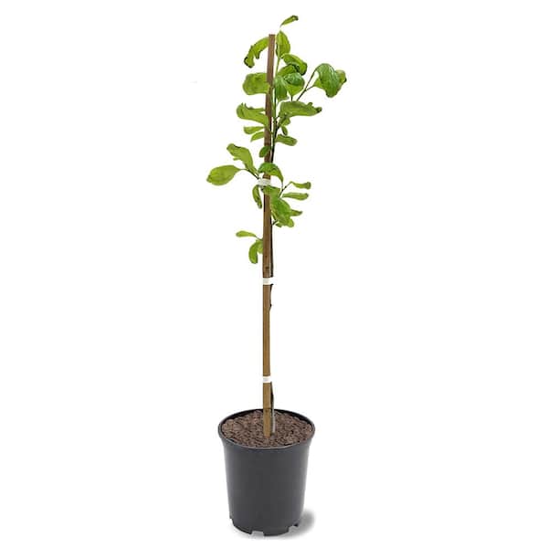 1 Gal. Saijo Persimmon Tree