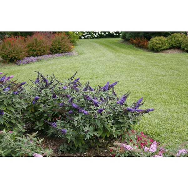 4.5 in. qt. Pugster Blue Butterfly Bush (Buddleia) Live Shrub, Blue Flowers